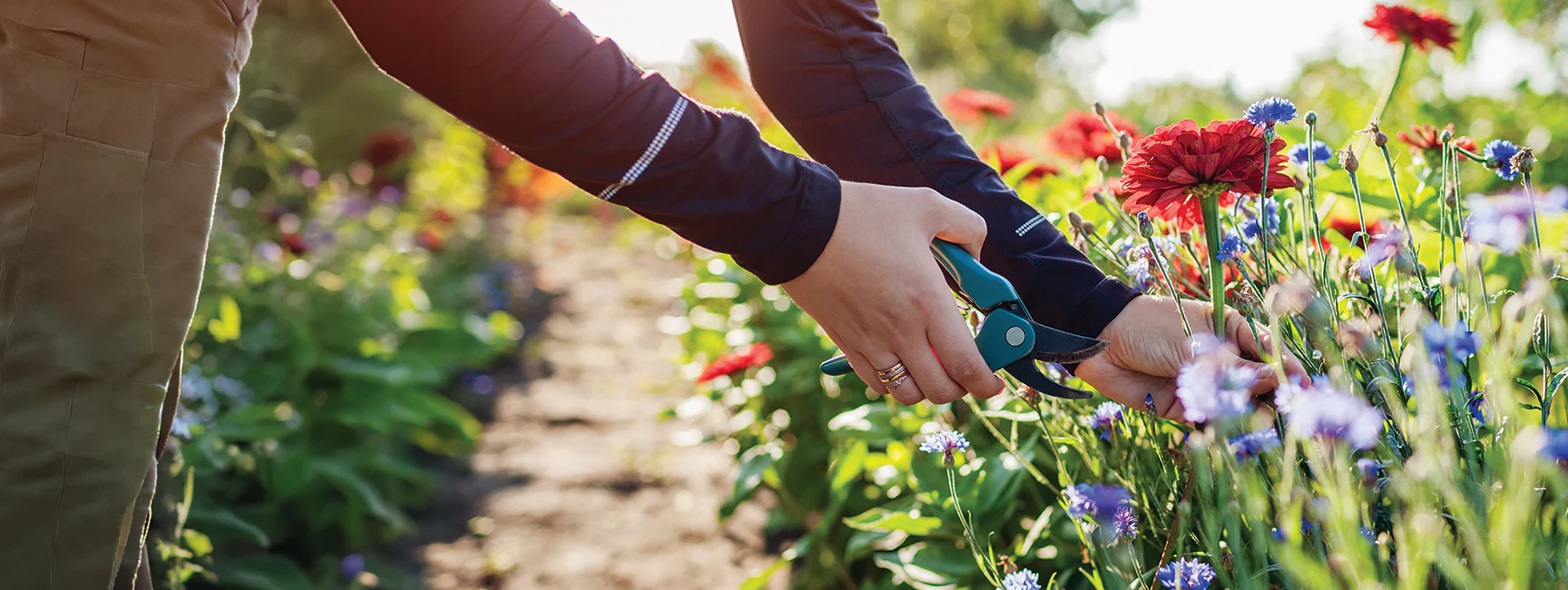 High-Performance Seeds for Every Garden