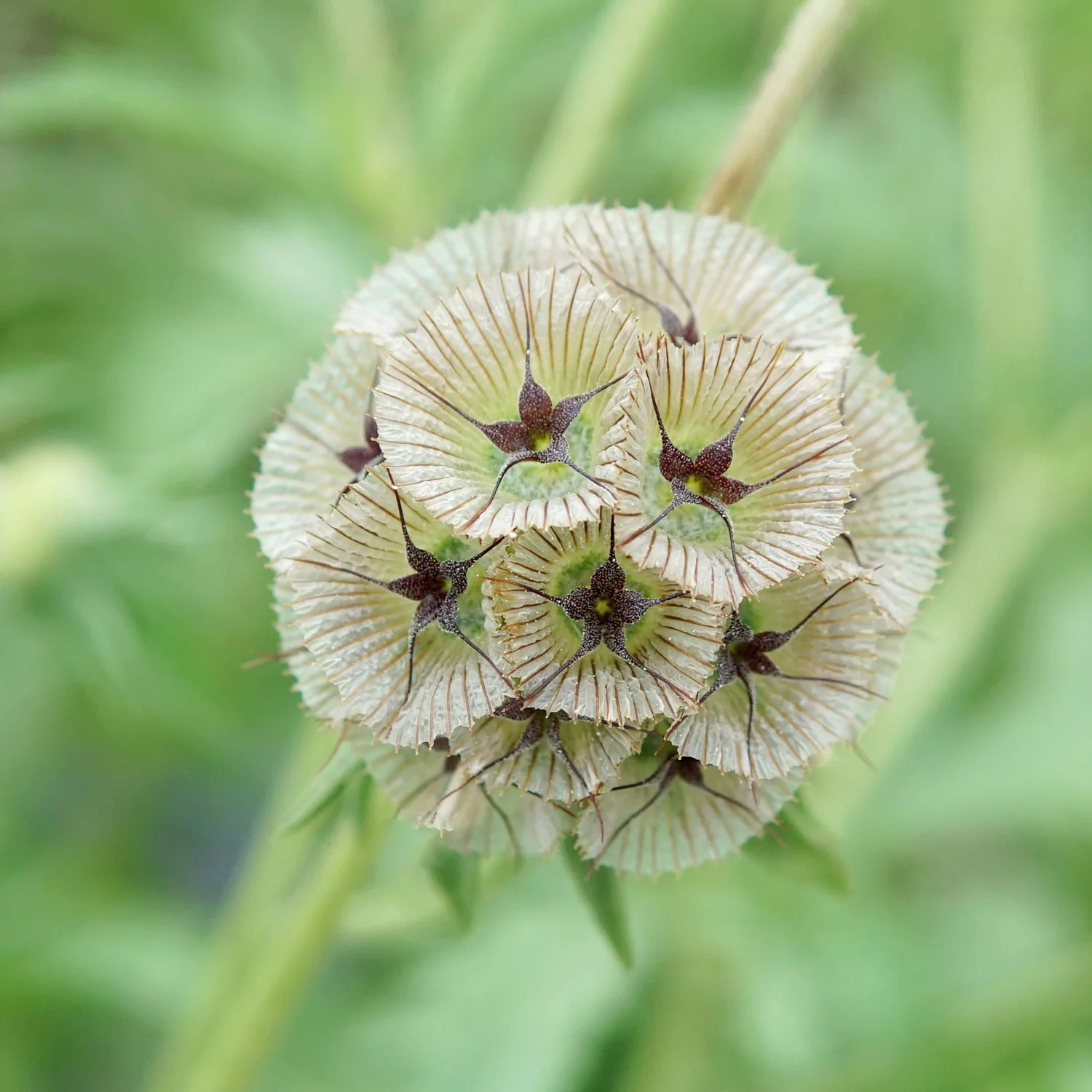 New Flower Seeds